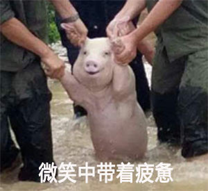 小猪 洪水 救助 微笑中带着疲惫