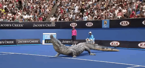 网球 鳄鱼 大战 爱玩