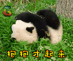 大熊貓 抱抱才起來 soogif soogif出品