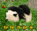 大熊猫 抱抱才起来 soogif soogif出品