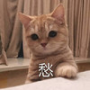 萌宠 猫星人 愁人 无奈 呆萌 可爱