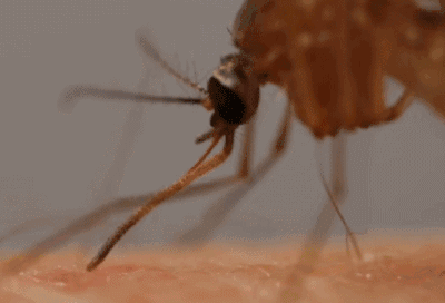 蚊子 昆虫 吸食类 蚊属