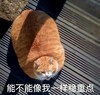 萌宠 猫星人 能不能想我一样稳重点 期待 呆萌 可爱