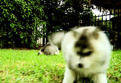 小狗 动物 跳 玩 哈士奇 毛茸茸的 西伯利亚哈士奇