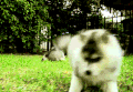 小狗 动物 跳 玩 哈士奇 毛茸茸的 西伯利亚哈士奇