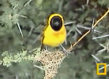 小鸟 黄色 可爱 大自然