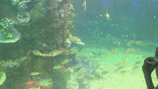 观赏鱼 热带鱼 水下生物 动物