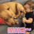 萌宠 狗 狗狗 撩 mua