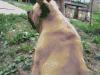 狗狗 挠痒痒 可爱 萌