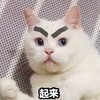 萌宠 猫星人 起来 快点 呆萌 可爱