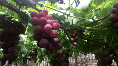 葡萄 提子 葡萄架 水果