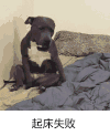狗狗 躺着 坐着 起床失败