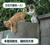 猫咪 王位只留给一人 本是同根生 相煎何太急