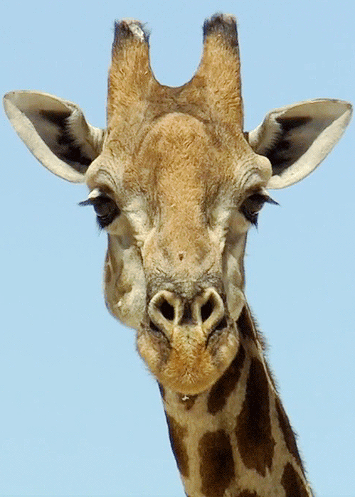 长颈鹿眨眼挑逗giraffegif动图_动态图_表情包下载