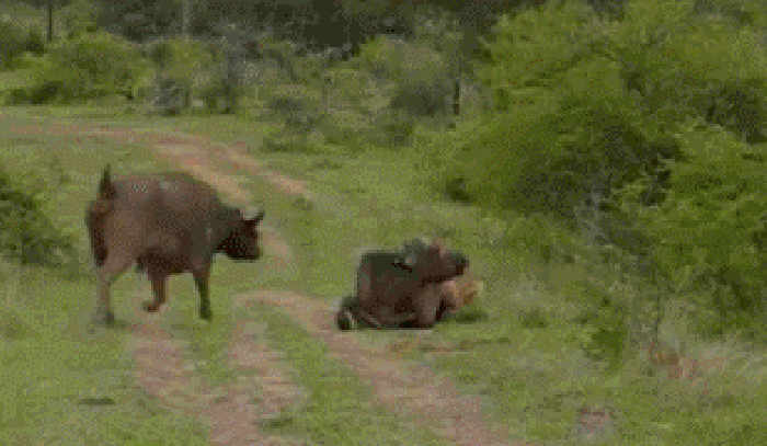 水牛 打架 动态 动物