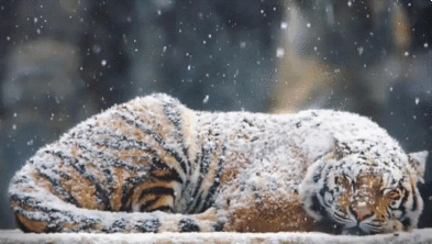 冷 老虎 可怜 震撼 下雪 猛兽 心疼