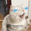 萌宠 猫星人 啊啊啊 尖叫 呆萌 可爱