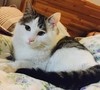 猫咪 搞笑 胖乎乎 可爱 思考