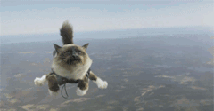 飞翔的猫猫 萌宠 猫咪 猫 喵星人 宠物