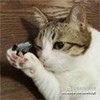 专注   猫咪   瞄准   手枪