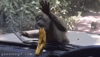 猴子 逗比 车上  香蕉 拿不到 车里