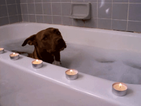 狗狗 萌宠 浴池 搞笑 蜡烛