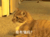 萌宠 可爱 逗 猫星人 搞笑 表情包