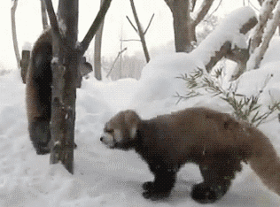 红熊猫 有趣 动物 可爱