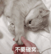萌宠 猫星人 不要碰我 生气 呆萌 可爱