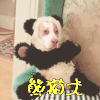 萌宠 狗 熊猫犬