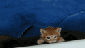 猫咪 可爱 萌宠 毛茸茸