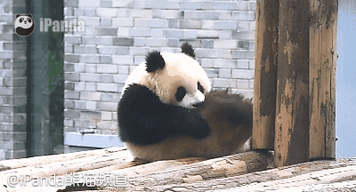 大熊猫 国宝 卖萌 撒娇