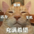 猫 活力 充满 希望