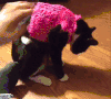 小猫 衣服 晕倒 搞笑