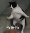 萌宠 猫星人 爷来啦 搞怪 呆萌 可爱