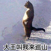 萌宠 猫星人 大王叫我来巡山 激动 搞怪 逗