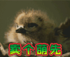 萌宠 卖个萌