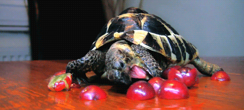 乌龟 张嘴 樱桃 吃