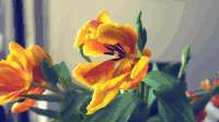 风景 花朵 美丽 黄色