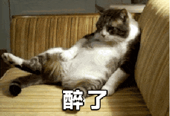 醉了gif动态图片,猫咪坐姿搞笑动图表情包下载 - 影视