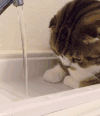 猫 喵星人 宠物 萌 可爱