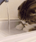 猫 喵星人 宠物 萌 可爱