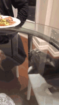 喵星人 萌宠 可爱 猫咪