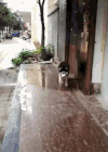 动物 小狗 搞笑 可爱 萌萌哒