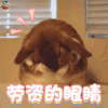 老子的眼睛 兔子 可爱 soogif soogif出品