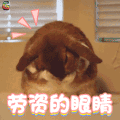 老子的眼睛 兔子 可爱 soogif soogif出品