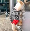 萌宠 猫星人 不知道说什么 给您倒个立吧 呆萌 可爱