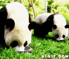 熊猫 吃饭 可爱 国宝