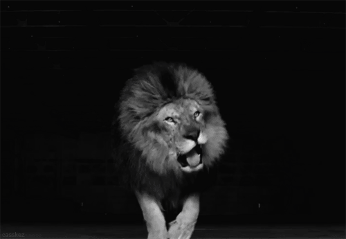 狮子 呲牙 大吼 动物