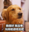 萌宠 汪星人 我很好 我没事 搞怪 逗